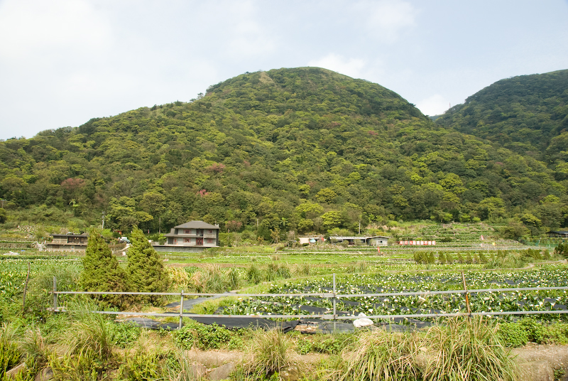 陽明山系列-竹子湖