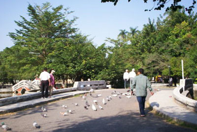 屏東中山公園南島綠光森林