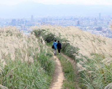 【新北│三角埔頂山】賞芒秘境，步履山脊，置身滿山芒草的秋季詩意！