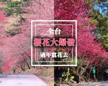 【熱門｜旅遊】寒流催熟～櫻花大盛放！全台賞櫻地圖！